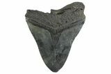 Bargain, Fossil Megalodon Tooth - South Carolina #352211-2